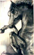 blackhorse1.jpg
